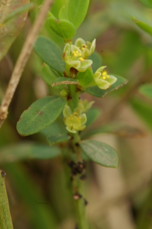 phylanthus